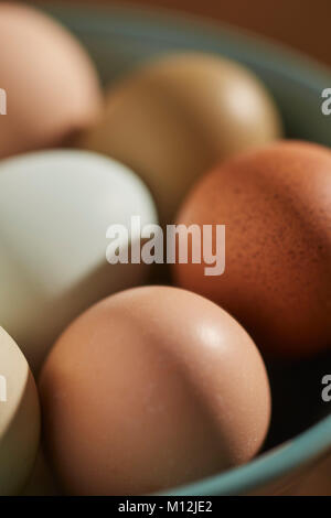 Les oeufs de poules multicolores d'héritage Banque D'Images