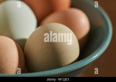 Les oeufs de poules multicolores d'héritage Banque D'Images