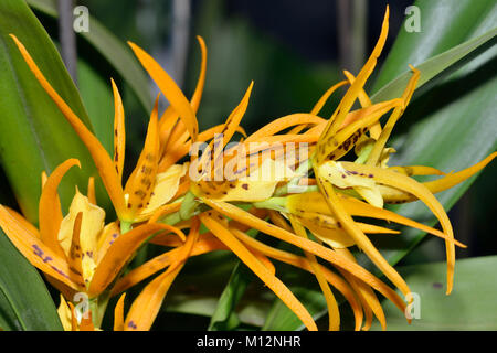 (Brassia Brassada Orange Delight) un complexe hybride d'Orchidée Banque D'Images