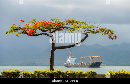 M anuel de vaya tree (également connu sous le nom d'un arbre de Noël) aux côtés du port de Suva à Fidji comme un porte-conteneurs attend une couchette. Banque D'Images