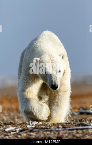 L'ours polaire (Ursus maritimus) marche sur cracher sur l'île Barter près de Kaktovik en Arctic National Wildlife Refuge dans l'extrême nord de l'Alaska. Banque D'Images