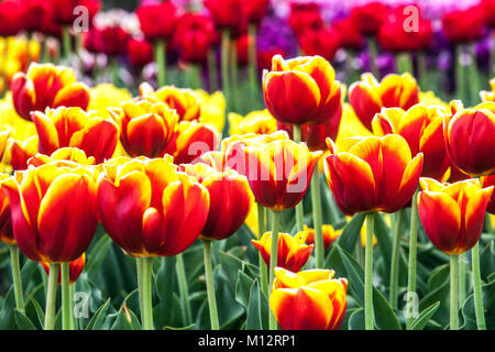 Lit de fleurs coloré de tulipes jaunes rouges dans les fleurs de jardin mixte printemps Banque D'Images