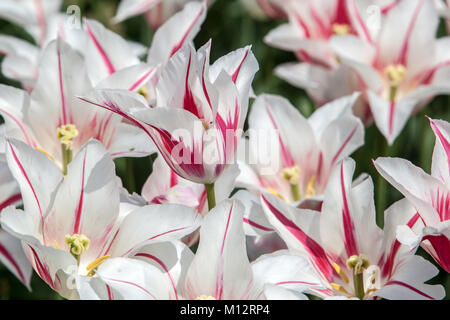 Lit de fleurs de tulipes blanches colorées belles fleurs blanches Tulipa 'Holland chic' Banque D'Images