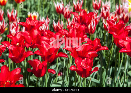 Lit de fleur pleine de tulipes colorées en rouge, le jardin jardin tulipes Banque D'Images