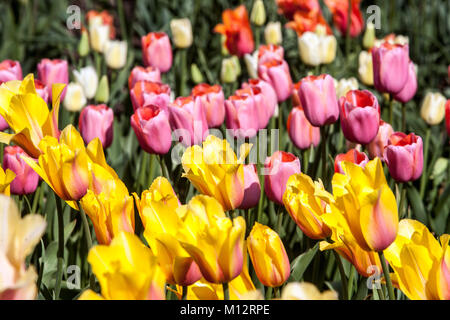 Lit de fleurs plein de tulipes colorées dans le jardin plein en fleur Banque D'Images