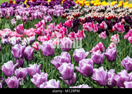 Fleur pourpre lit de tulipes colorées flowers in garden Banque D'Images