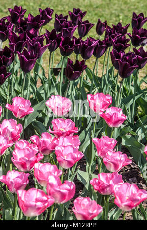 Lit de fleur pleine de tulipes colorées en jardin, fleurs mixtes Banque D'Images