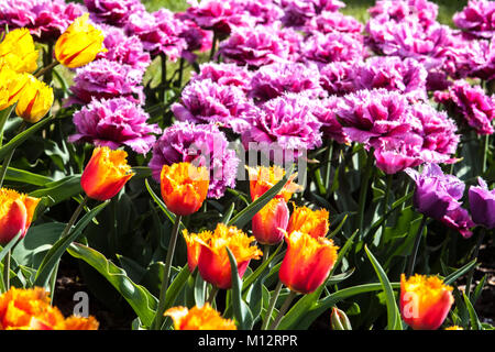 Lit de fleur pleine de tulipes colorées dans jardin Banque D'Images