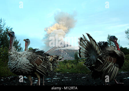 Brgy Buyoan, Legaspi, Philippines, Ville d'Albay. Le 25 janvier 2018. Groupe de dindes à leurs aliments en début de matinée, Legaspi, Ville d'Albay. Le 25 janvier 2018. L'Institut philippin de volcanologie et de Sismologie (PHILVOLCS) numéro d'alerte déclarée 8 et plus large de la zone de danger à 8 kilomètres après l'explosion continue du volcan activités active ce passé plusieurs jours. ividuals sont touchés et 160 millions de dollars de dommages-intérêts dans les terres agricoles. Credit : PACIFIC PRESS/Alamy Live News Banque D'Images