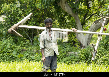 Image d'un agriculteur indien en collaboration avec Bull dans la rizière Banque D'Images