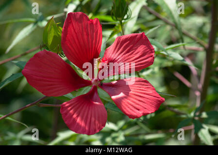 Hibiscus écarlate Banque D'Images