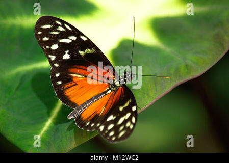 Papillon long Hecale sur une grande feuille verte Banque D'Images
