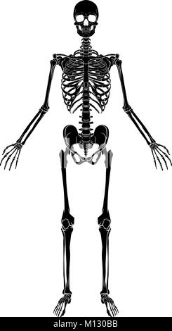 L'anatomie humaine Skeleton Illustration de Vecteur