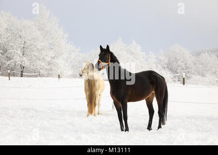 Cute chevaux sur la prairie enneigée Banque D'Images