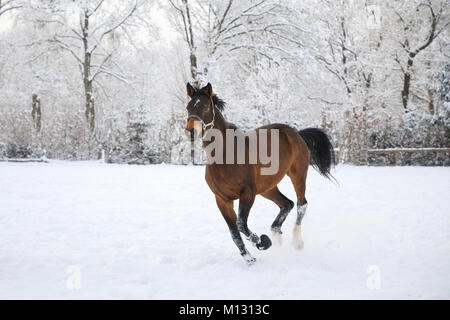 Cheval est le galop sur des prairie Banque D'Images