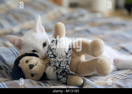 Le livre blanc yeux impairs chat dans la chambre. Banque D'Images