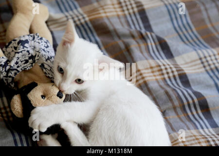 Le livre blanc yeux impairs chat dans la chambre. Banque D'Images