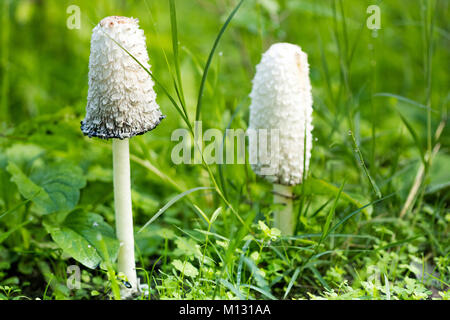 Champignons forestiers sauvages on Green grass Banque D'Images