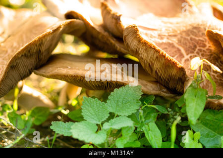 Champignons forestiers sauvages sur vert gras Banque D'Images