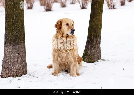 Chien golden retriever portrait d'hiver avec de la neige Banque D'Images