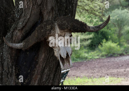 Crâne de buffle africain avec des cornes montées sur un arbre dans le Serengeti, Arusha, Tanzanie Du nord sur une journée ensoleillée avec des arbres en arrière-plan Banque D'Images