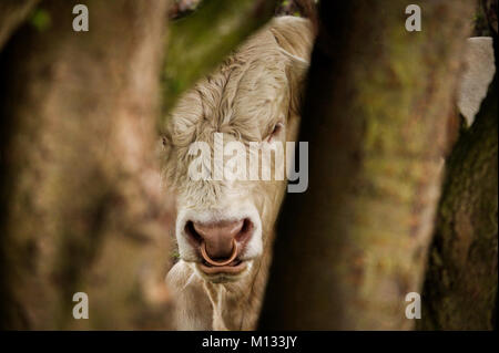 Vache en colère avec anneau dans le nez dans les arbres - Photo d'un taureau blanc en colère avec un anneau dans le nez grâce à des troncs de flou artistique Banque D'Images