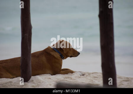 Un chien se reposant sur le sable regarde pensivement dans les eaux turquoise de la mer de l'Océan Indien à Nungwi, Zanzibar, Tanzanie sur une journée ensoleillée Banque D'Images