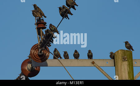 Preston, Lancashire. 26 janvier, 2018. Météo britannique. Les étourneaux se rassemblent avant de se percher pour la nuit à l'effritement, Preston, Lancashire. Crédit : John Eveson/Alamy Live News Banque D'Images