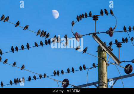 Preston, Lancashire. 26 janvier, 2018. Météo britannique. Les étourneaux se rassemblent avant de se percher pour la nuit à l'effritement, Preston, Lancashire. Crédit : John Eveson/Alamy Live News Banque D'Images