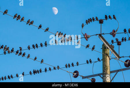 Preston, Lancashire. 26 janvier, 2018. Météo britannique. Les étourneaux se rassemblent avant de se percher pour la nuit à l'effritement, Preston, Lancashire. Crédit : John Eveson/Alamy Live News Banque D'Images