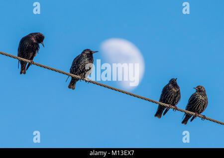 Preston, Lancashire. 26 janvier, 2018. Météo britannique. Les étourneaux se rassemblent avant de se percher pour la nuit à l'effritement, Preston, Lancashire. Crédit : John Eveson/Alamy Live News Banque D'Images