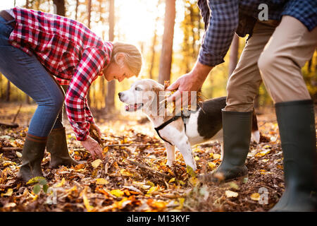 Couple avec chien en promenade dans une forêt d'automne. Banque D'Images