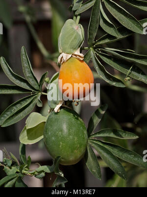 Fruit de la passion (Passiflora) Banque D'Images