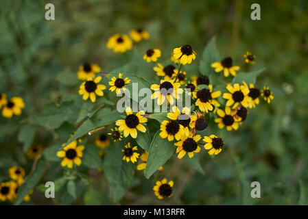 Rudbeckia triloba Banque D'Images