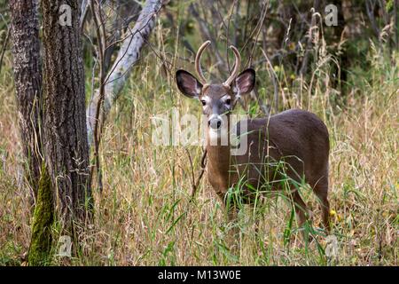 Canada, Province de Québec, région de l'Abitibi-Témiscamingue, Amos, Refuge Pageau, zoo, le cerf de Virginie (Odocoileus virginianus) dans un sous-bois d'automne Banque D'Images