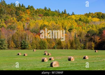 Canada, Province de Québec, Outaouais, région du Pontiac, L'Isle-aux-Allumettes, champ et des bottes de paille dans les couleurs de l'Été Indien Banque D'Images