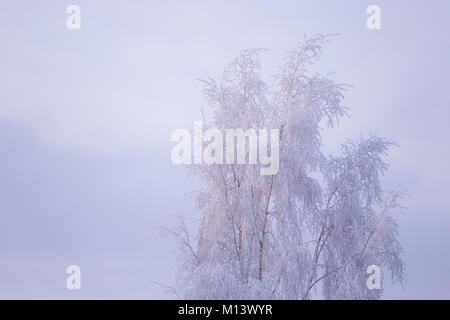 Birch Tree Top recouvert de neige Banque D'Images