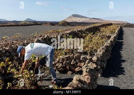 Espagne, Canaries, l'île de Lanzarote, le Parc National de Timanfaya, l'élagage vigneron la vigne avant la Caldera Blanca Banque D'Images