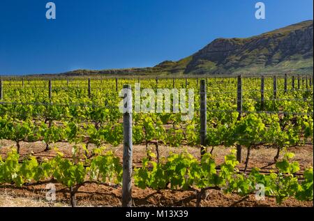 L'Afrique du Sud, Western Cape, Constantia, Groot Constantia Manor House, le vignoble Banque D'Images