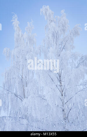 Birch Tree Top recouvert de neige Banque D'Images