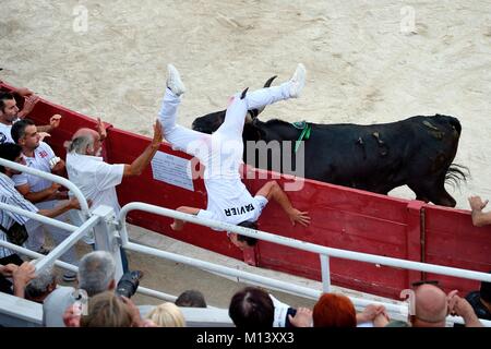 France, Bouches du Rhône, Arles, la course Camarguaise de la cocarde d'Or à l'Arénas, le taureau Saint-Vincent de la manade Saint-Antoine, inflige un coup de klaxon pour Maxime Favier dans la jambe Banque D'Images