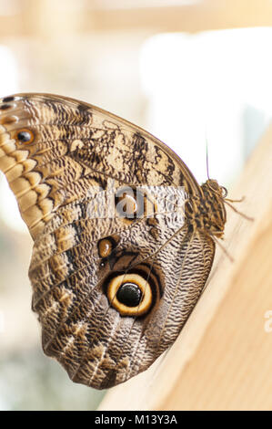 Close-up d'un papillon buckeye commun reposant sur une planche en bois Banque D'Images