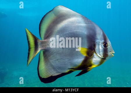 La France, l'île de la réunion, centre de soins de tortues Kelonia, platax, poissons tropicaux Banque D'Images