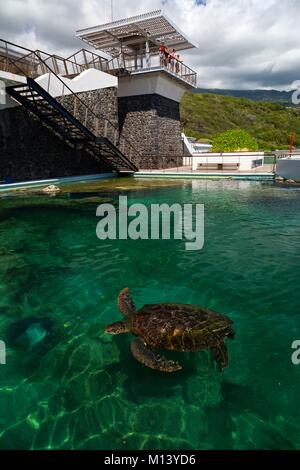 La France, l'île de la réunion, Kelonia, centre de soins de tortues, tortue marine Banque D'Images