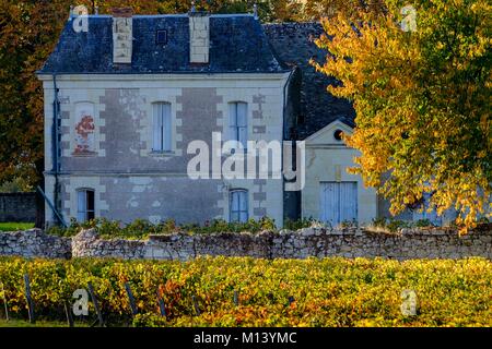 France, Indre et Loire, Loire, Ingrandes de Touraine, vignoble Banque D'Images