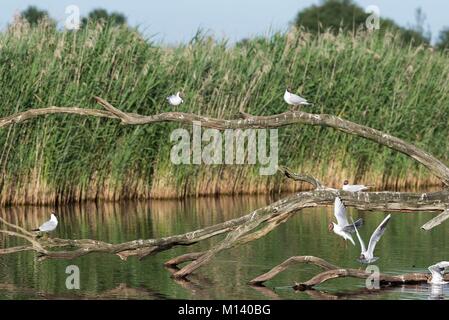 France, Indre, Rosnay, Parc naturel régional de la Brenne, Etang Masse Observatoire, Mouette Noir (Chroicocephalus ridibundus) Banque D'Images