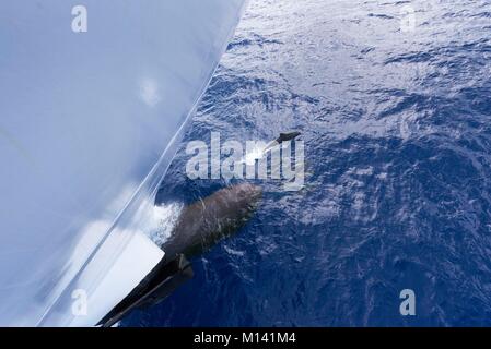 La France, la Polynésie française, archipel des Tuamotu, l'atoll de Rangiroa, de Tiputa croisière à bord de l'Aranui 5, cargo Tursiops dauphins (Tursiops truncatus), lampe de bateau Banque D'Images