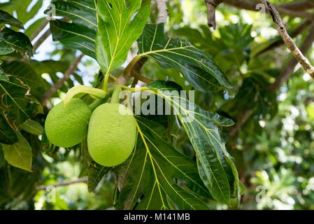 La France, la Polynésie française, l'archipel des Marquises, l'île de Ua Huka, Hane, arbre à pain (Artocarpus altilis) Banque D'Images