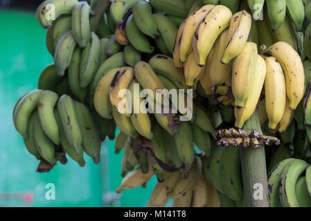 La France, la Polynésie française, l'archipel des Marquises, Nuku Hiva, l'île de Taiohae, bananes Banque D'Images