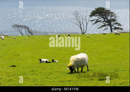 L'Irlande, dans le comté de Galway, le lac Ballynakill, moutons dans le vent Banque D'Images